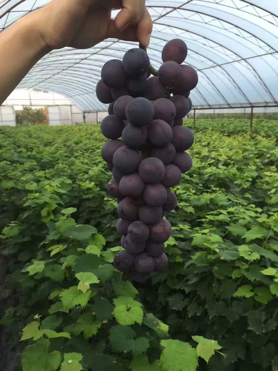 2017葡萄新品种苗,葡萄新品种分析