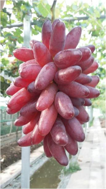 2017葡萄新品种苗,葡萄新品种分析