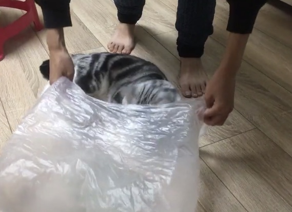 想带宠物猫出行最稳妥的办法,带猫出门的必备攻略