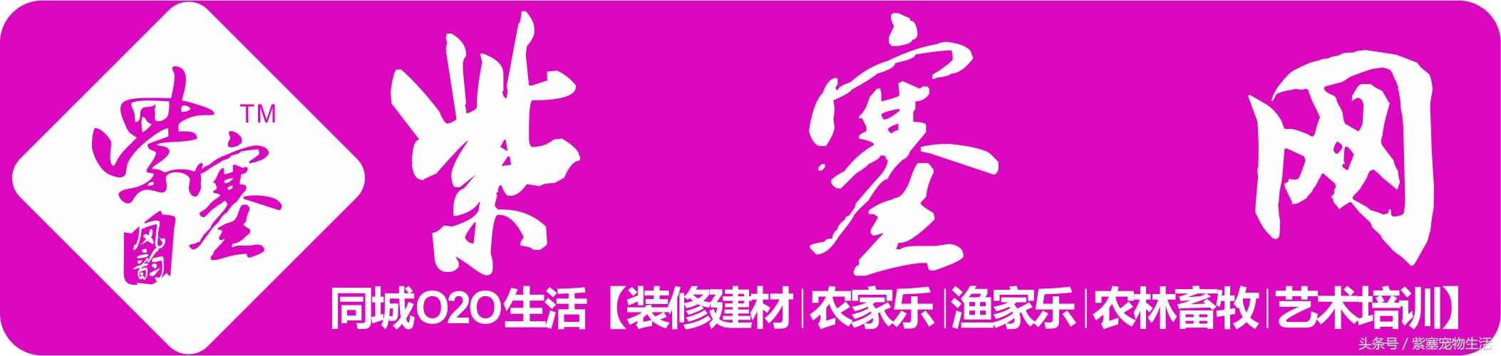 宠物雪貂的冷知识,关于宠物雪貂的品种和性格