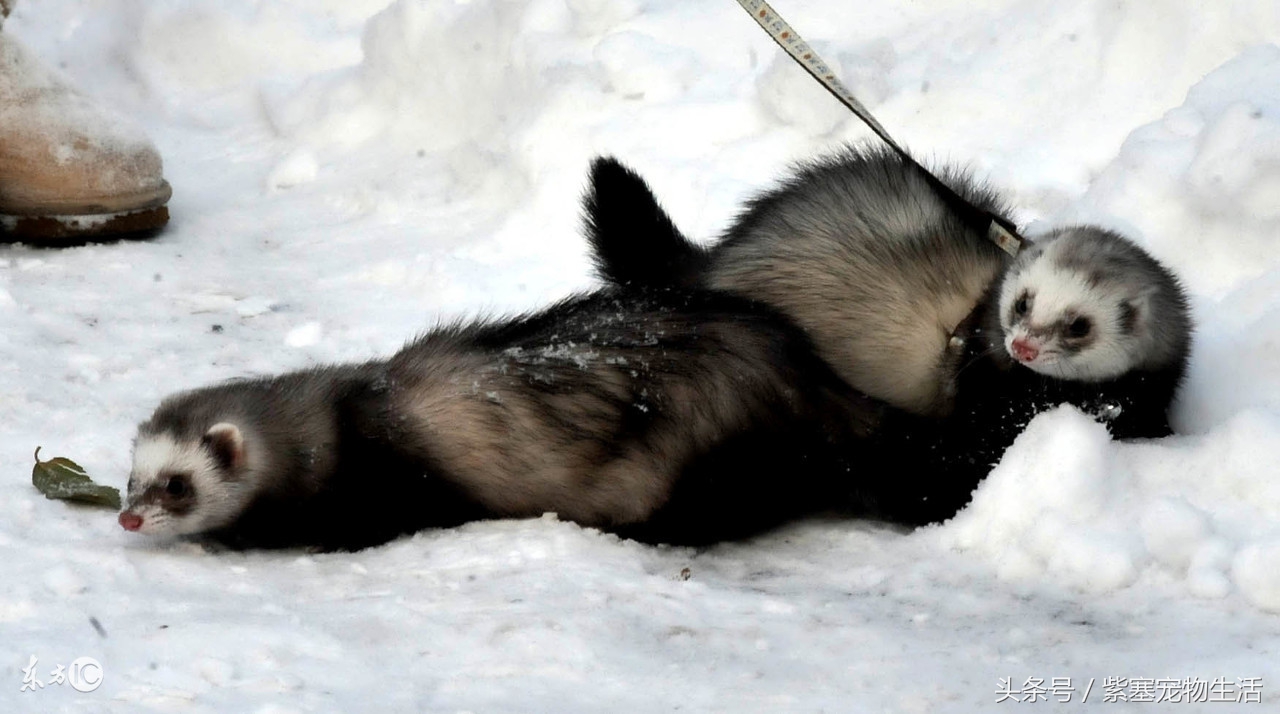 宠物雪貂的冷知识,关于宠物雪貂的品种和性格