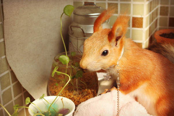 雪地松鼠小精灵,雪国精灵雪地松鼠