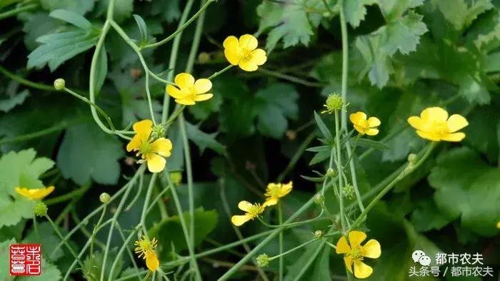 盘点家里那些长相乖巧却很毒的花