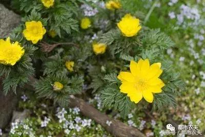 盘点家里那些长相乖巧却很毒的花