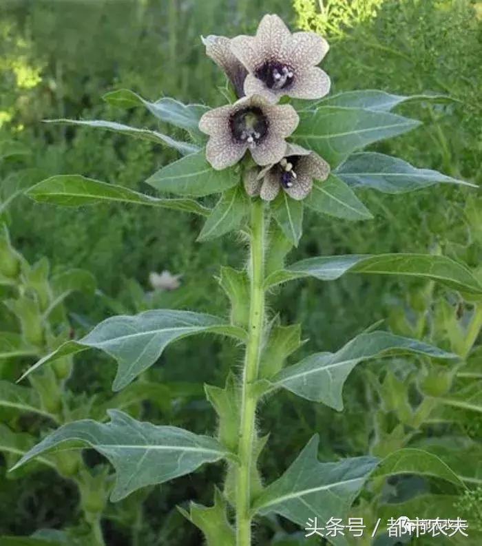 盘点家里那些长相乖巧却很毒的花