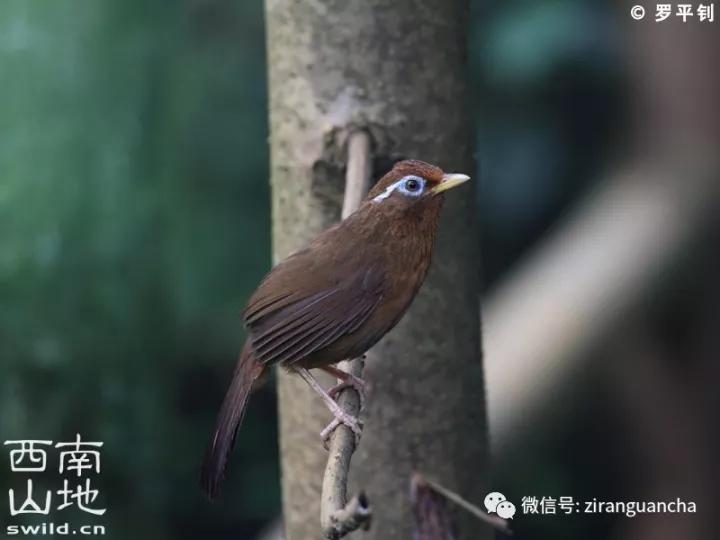 画眉的十大危害,中国独有极危物种