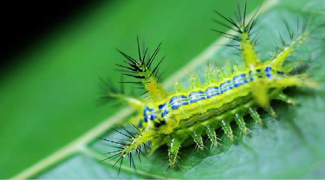 农村有一种叫“洋辣子”的妖孽，你知道被蛰后应该先做什么吗？