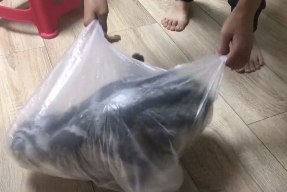 想带宠物猫出行最稳妥的办法,带猫出门的必备攻略