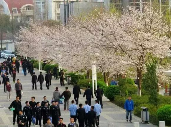 我骄傲我是南航人,我骄傲我是一棵树原文