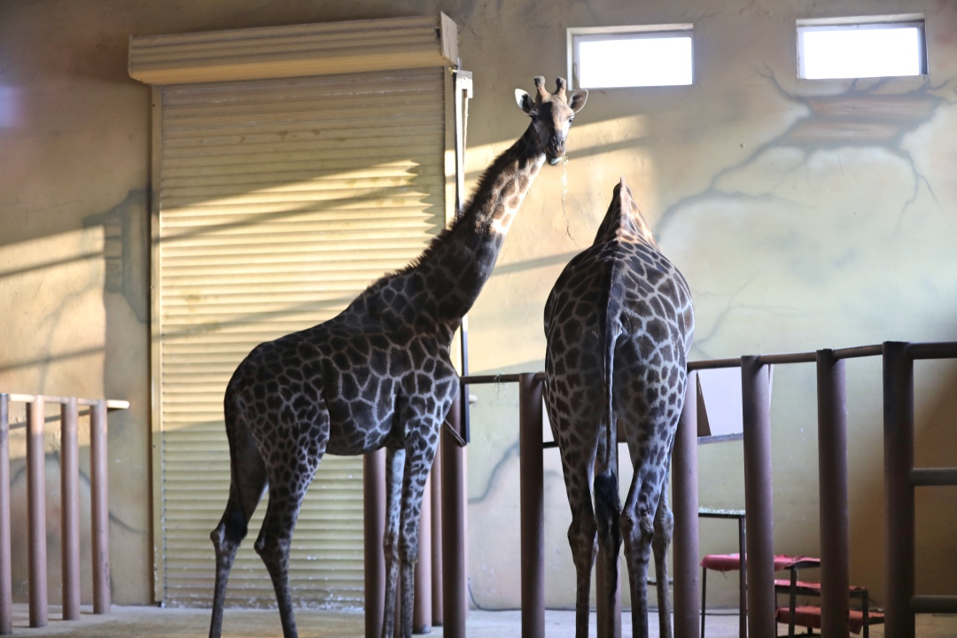齐齐哈尔附近一日游,齐齐哈尔景点一日游路线