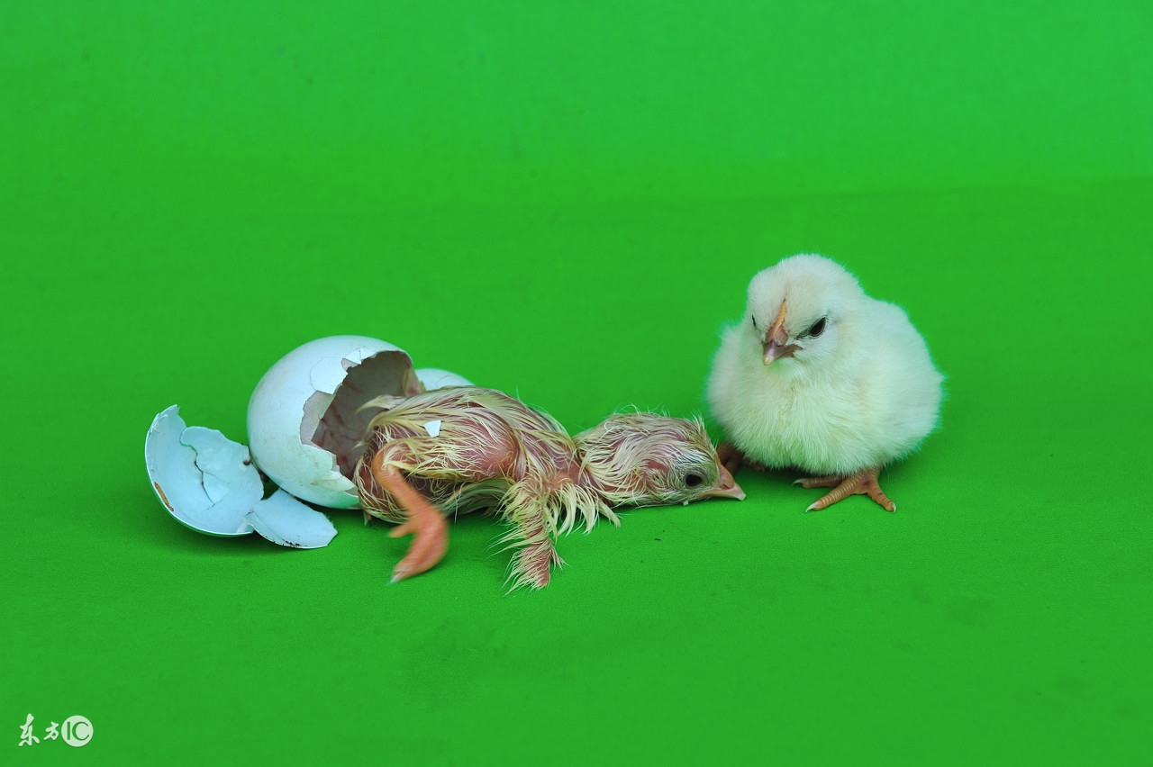 兽药金刚烷胺用法用量,兽药36个绝密经典配方