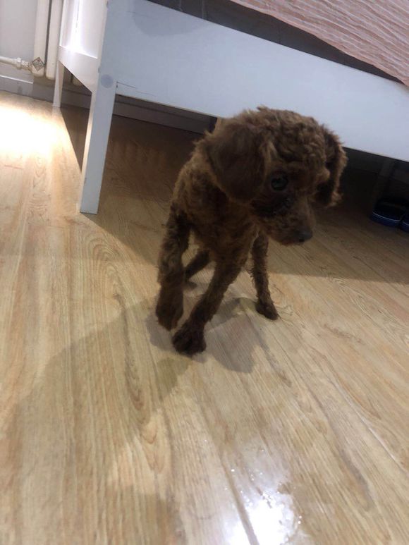 泰迪越打它越叛逆,泰迪太淘气应该打吗