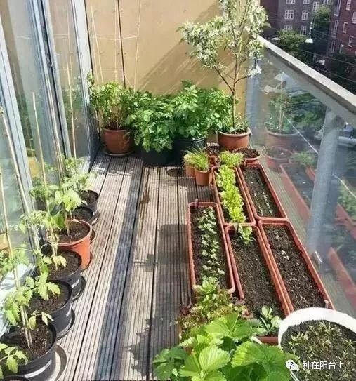 阳台的蔬菜长腻虫怎么办,盆栽蔬菜长虫了怎么办