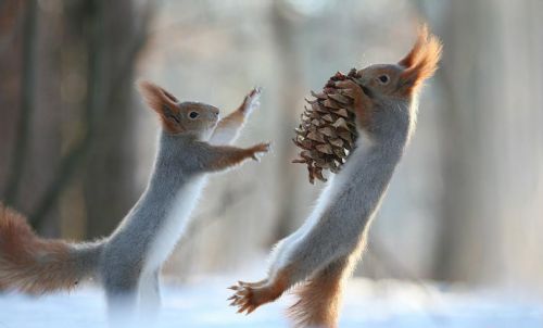 雪地松鼠小精灵,雪国精灵雪地松鼠