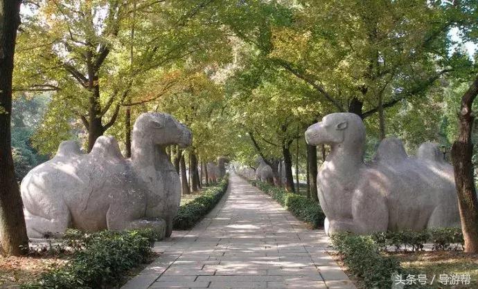 南京明孝陵600岁神道,南京明孝陵讲解视频完整版