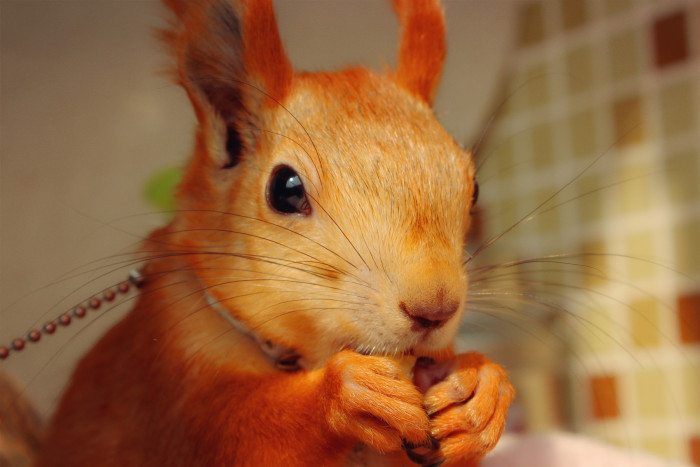 雪地松鼠小精灵,雪国精灵雪地松鼠