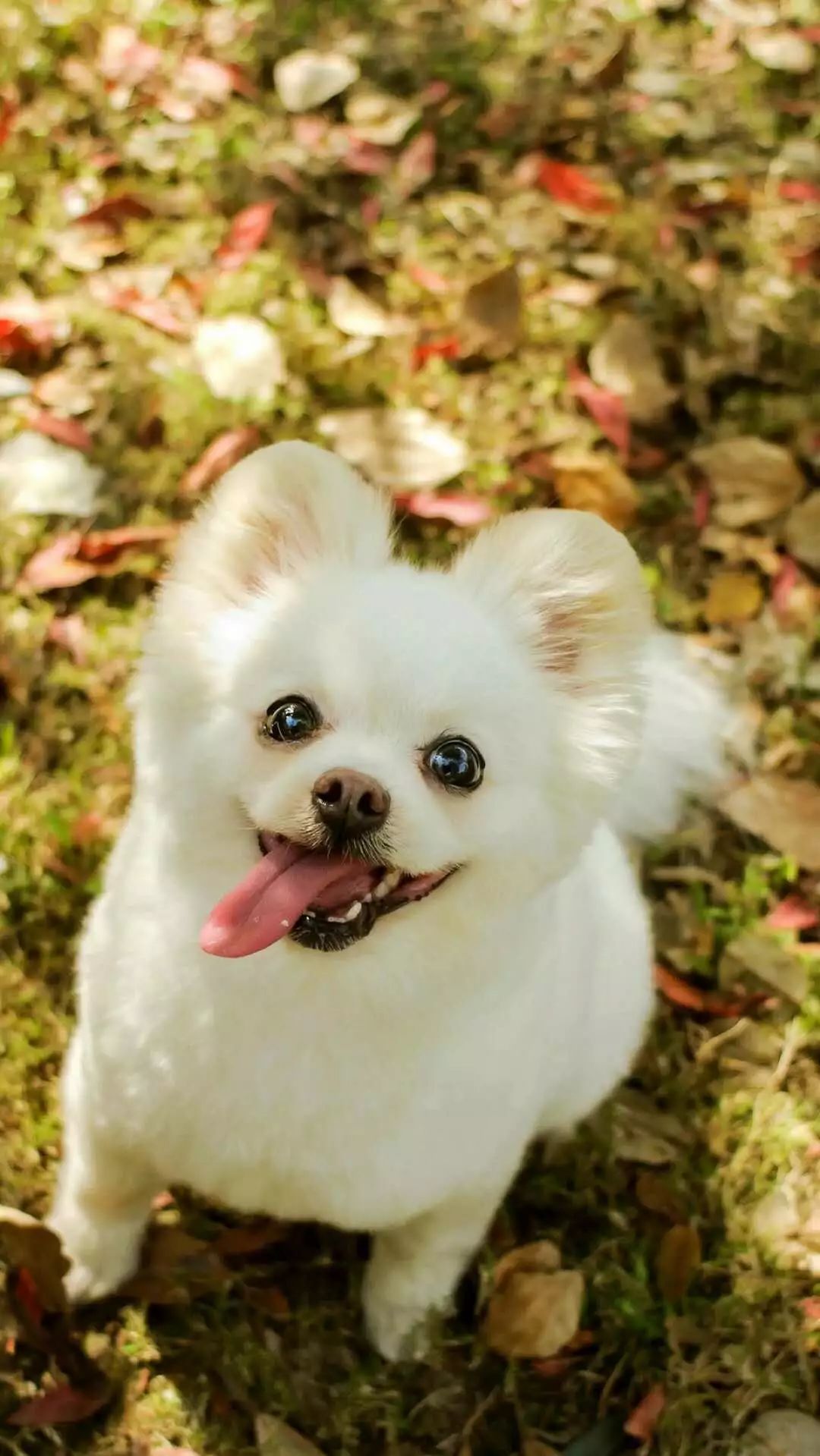 狗是人类最忠诚的朋友的人生感悟,忠犬八公的真实故事