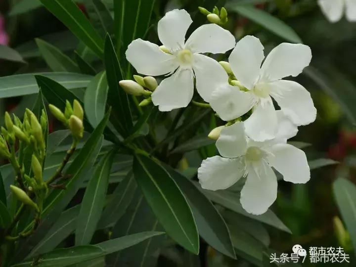 盘点家里那些长相乖巧却很毒的花