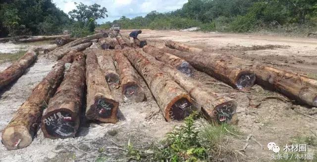 各国木材资源总量排名,各国木材市场现状