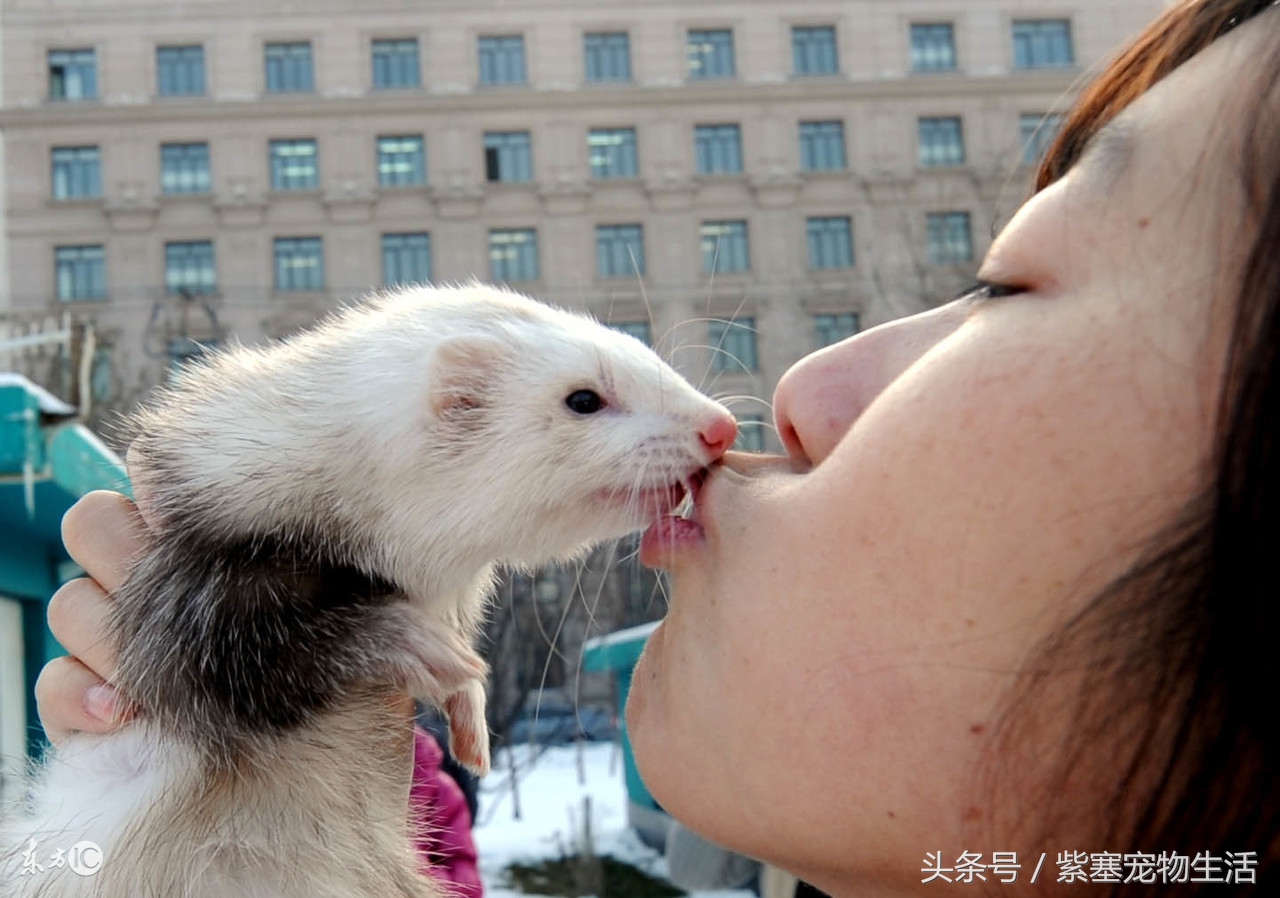 宠物雪貂的冷知识,关于宠物雪貂的品种和性格