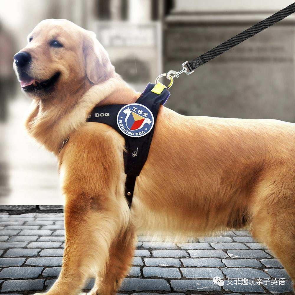 前方高能，汪星人来袭！「一日一词」之dog