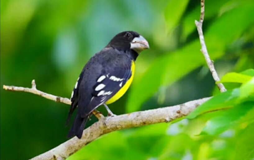 白翅拟蜡嘴雀指名亚种,白翅拟蜡嘴雀在什么地方