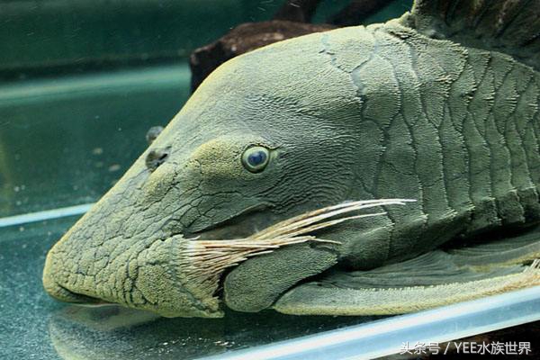 亚克力鱼缸的透光度是多少,亚克力鱼缸和玻璃哪个好