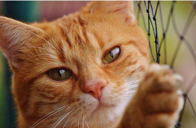 猫咪腹泻屁股红肿突出怎么办,猫咪腹泻快速解决方法