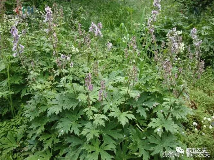 盘点家里那些长相乖巧却很毒的花