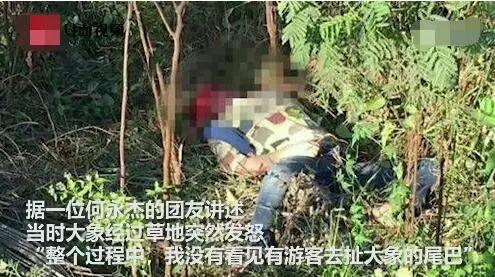 泰国导游被大象踩死,导游在泰国被大象踩死