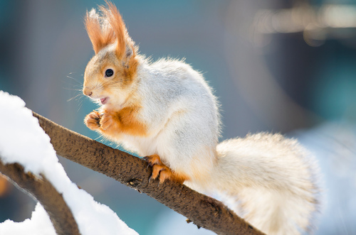 雪地松鼠小精灵,雪国精灵雪地松鼠