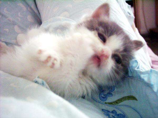 猫咪腹泻屁股红肿突出怎么办,猫咪腹泻快速解决方法