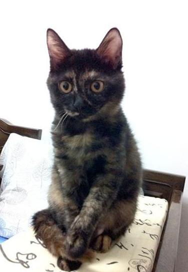 猫咪腹泻屁股红肿突出怎么办,猫咪腹泻快速解决方法