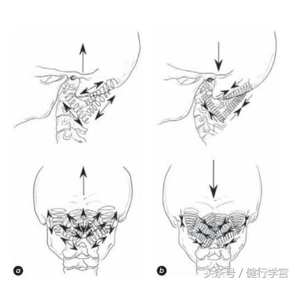颈椎病的康复治疗手法,颈椎病用圆枕能康复吗