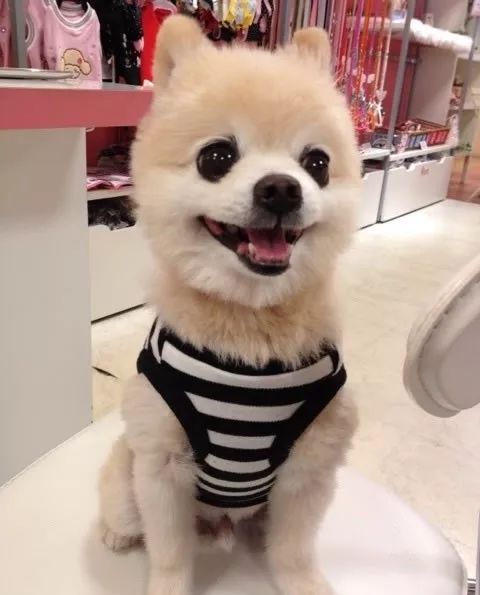 狗是人类最忠诚的朋友的人生感悟,忠犬八公的真实故事