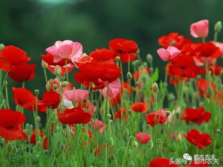 盘点家里那些长相乖巧却很毒的花