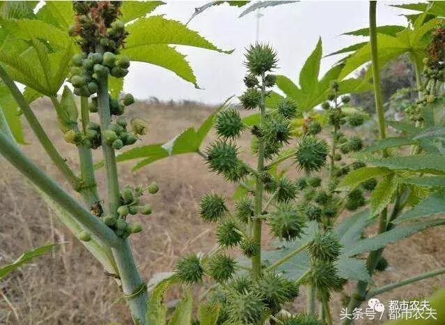 盘点家里那些长相乖巧却很毒的花