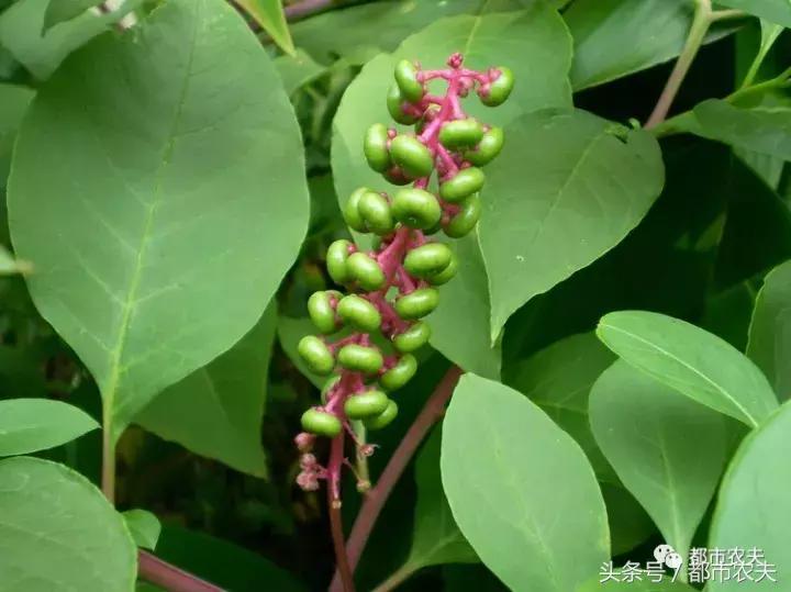 盘点家里那些长相乖巧却很毒的花