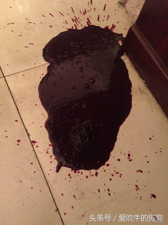 六个月金毛细小救得活吗,金毛细小好了一直不吃东西