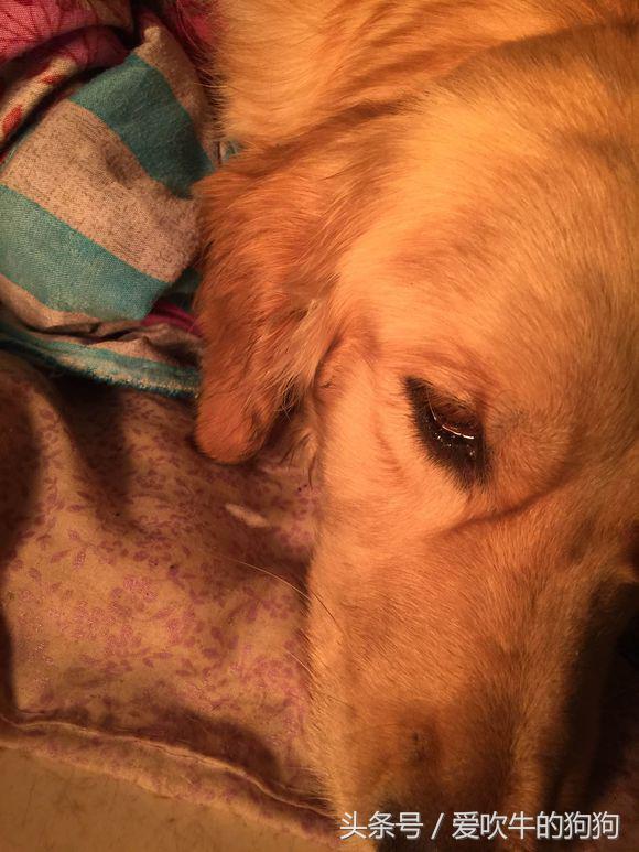 六个月金毛细小救得活吗,金毛细小好了一直不吃东西