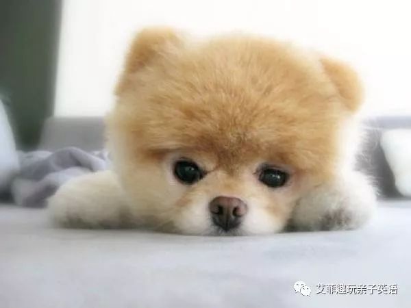 前方高能，汪星人来袭！「一日一词」之dog