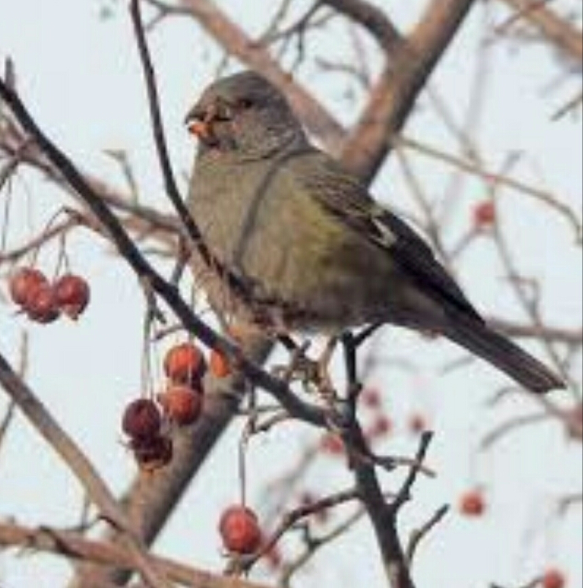白翅拟蜡嘴雀指名亚种,白翅拟蜡嘴雀在什么地方