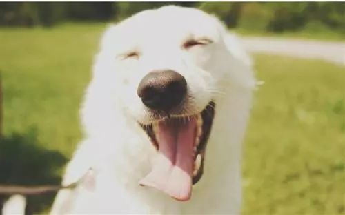 狗是人类最忠诚的朋友的人生感悟,忠犬八公的真实故事