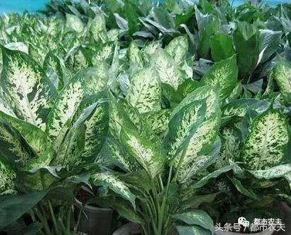 盘点家里那些长相乖巧却很毒的花