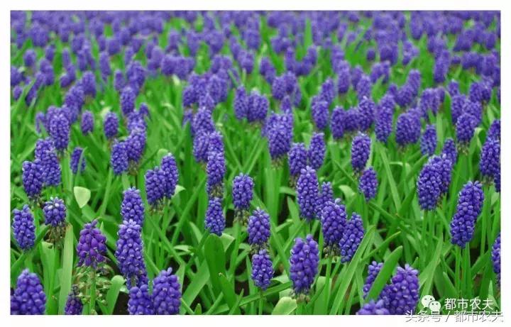 盘点家里那些长相乖巧却很毒的花