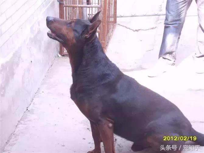 狼犬界少有匹敌的存在，中国莱州红，不得不说的事！