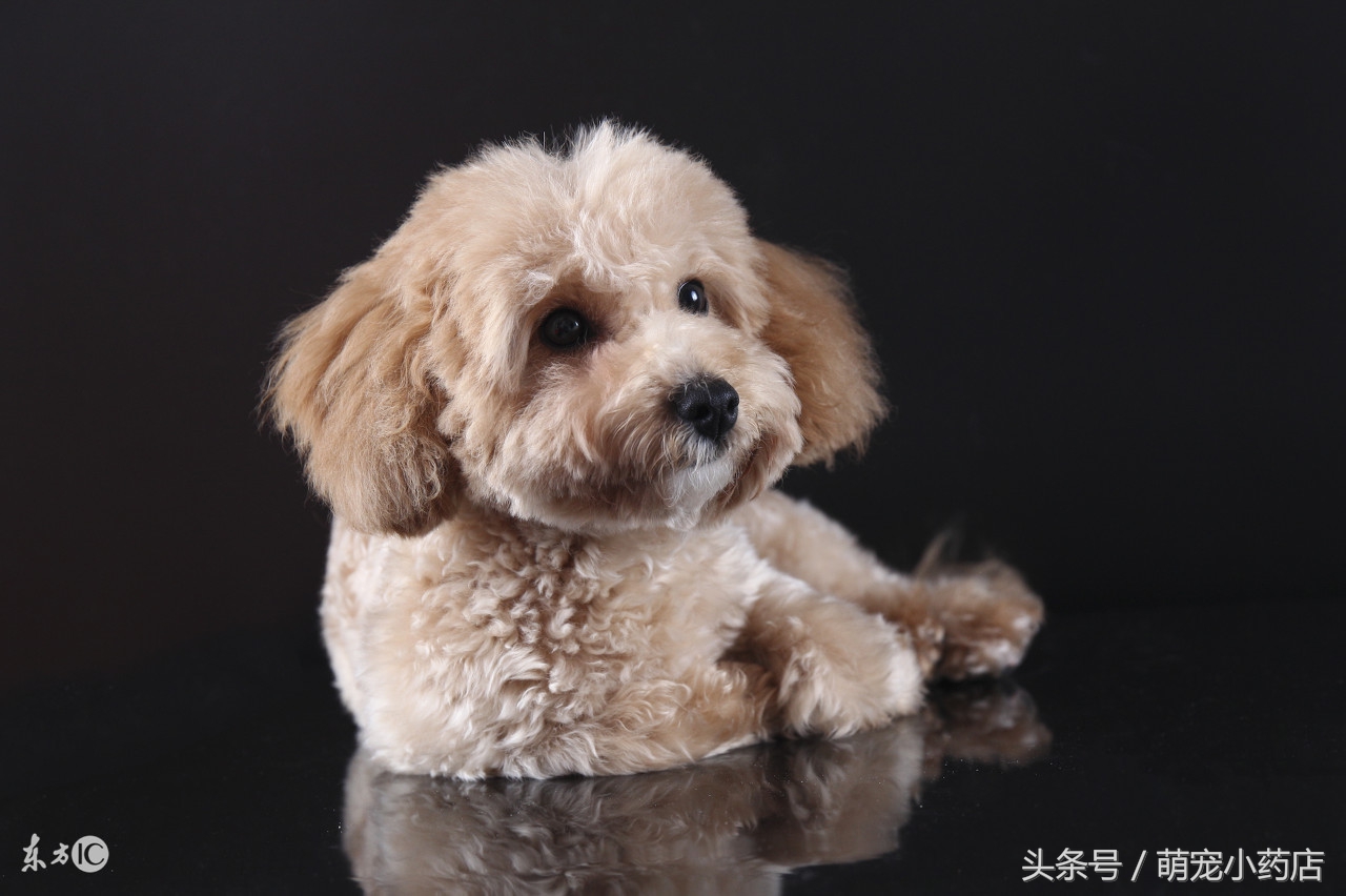 贵宾老咬人，老爱跑床上，怎么整改？给你支招！