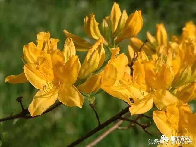 盘点家里那些长相乖巧却很毒的花