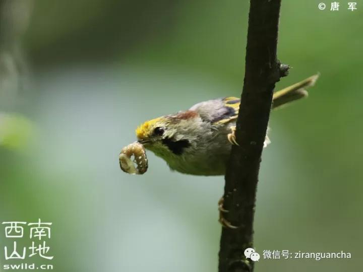 画眉的十大危害,中国独有极危物种