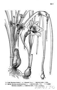 关于水仙花的知识简短,关于水仙花的知识有哪些